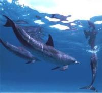 Costa Rica vacation packages